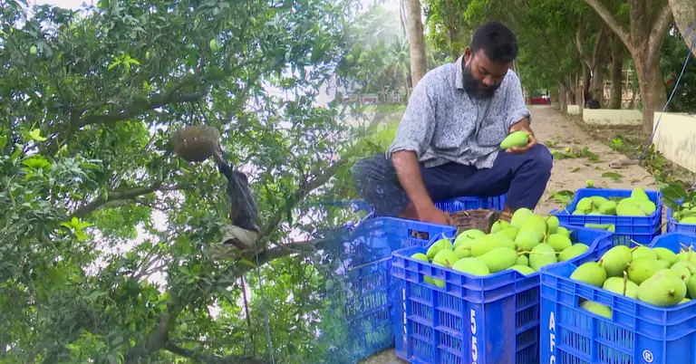 বাগান থেকে চলছে আম সংগ্রহ ও বাছাই